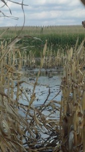 Teal-In-corn-lagoon-hole-2012-169x300