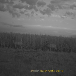 Trail Camera Mule